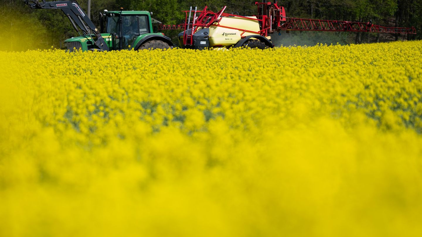 Vor allem in Mittel- und Südhessen steht der Raps auf den Feldern derzeit wieder leuchtend gelb in Blüte. Foto: Florian Wiegand/