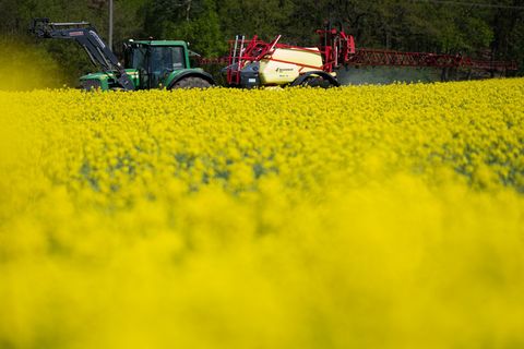 Vor allem in Mittel- und Südhessen steht der Raps auf den Feldern derzeit wieder leuchtend gelb in Blüte. Foto: Florian Wiegand/