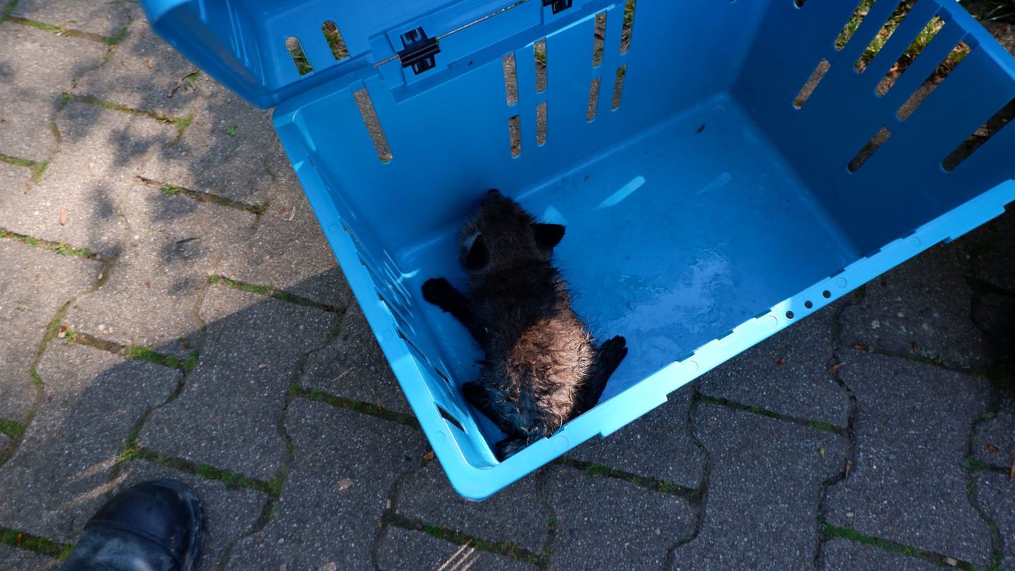 Mit viel Geduld und einem Kescher gelingt die Rettung. Foto: -/Feuerwehr Stuttgart/dpa