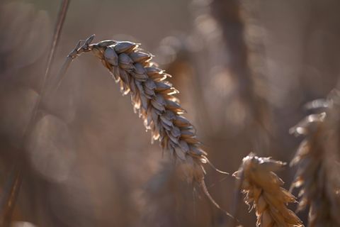 Weizen auf einem Feld in der Nähe von Dortmund