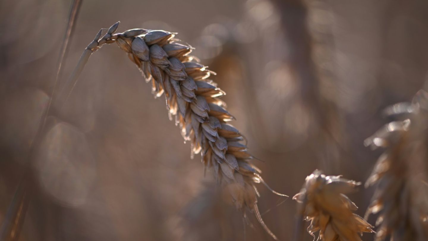 Weizen auf einem Feld in der Nähe von Dortmund