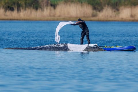 Das im Maul des Bickelwals gefundene Netz stamme nicht aus MV, sagt Umweltminister Backhaus. Foto: Jens Büttner/dpa
