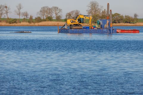 Das Konzept der privaten Initiative zur Rettung des Buckelwals ist wohl überholt. Foto: Jens Büttner/dpa