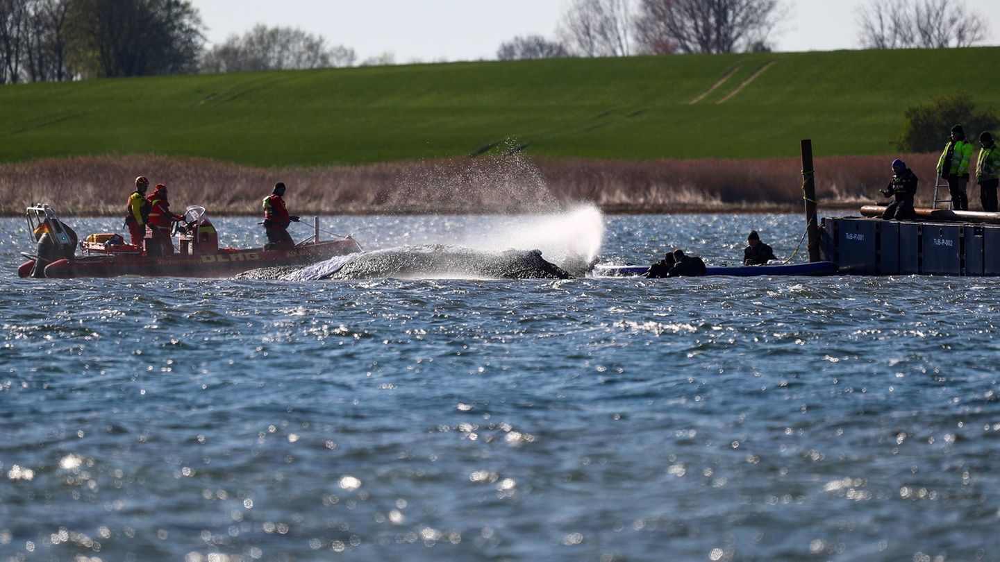 Walretter in Poel / Timmy