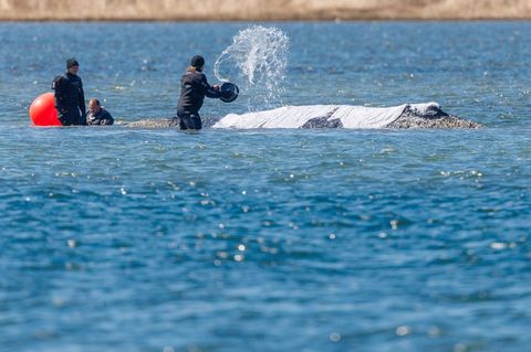 Helfer schütten Wasser auf den Rücken des Tieres. Foto: Jens Büttner/dpa