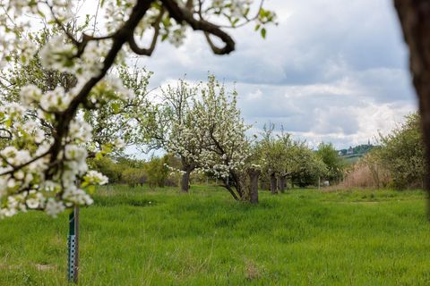Gerade im Frühjahr sind die Wiesen mit ihren blühenden Bäumen ein toller Anblick. Foto: Jörg Halisch/dpa