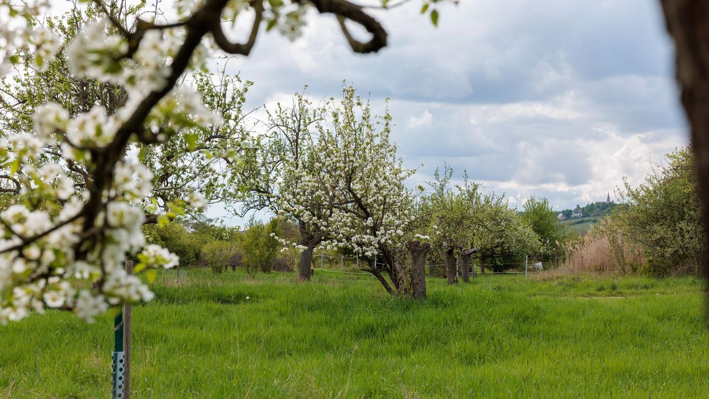 Gerade im Frühjahr sind die Wiesen mit ihren blühenden Bäumen ein toller Anblick. Foto: Jörg Halisch/dpa