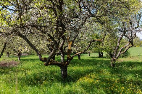 Streuobstwiesen wirken im Frühling auf viele Ausflügler besonders attraktiv. Foto: Jörg Halisch/dpa