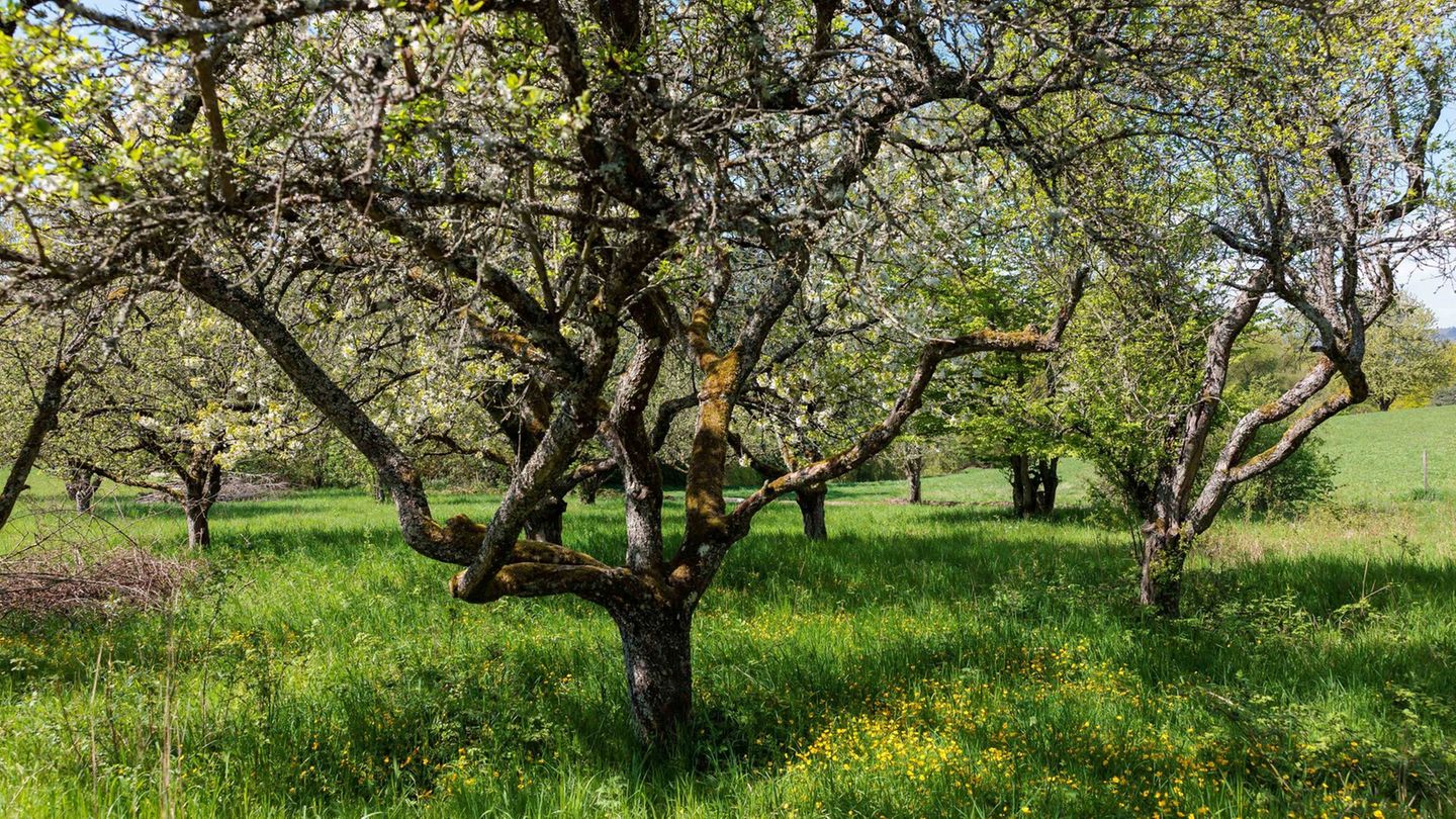 Streuobstwiesen wirken im Frühling auf viele Ausflügler besonders attraktiv. Foto: Jörg Halisch/dpa