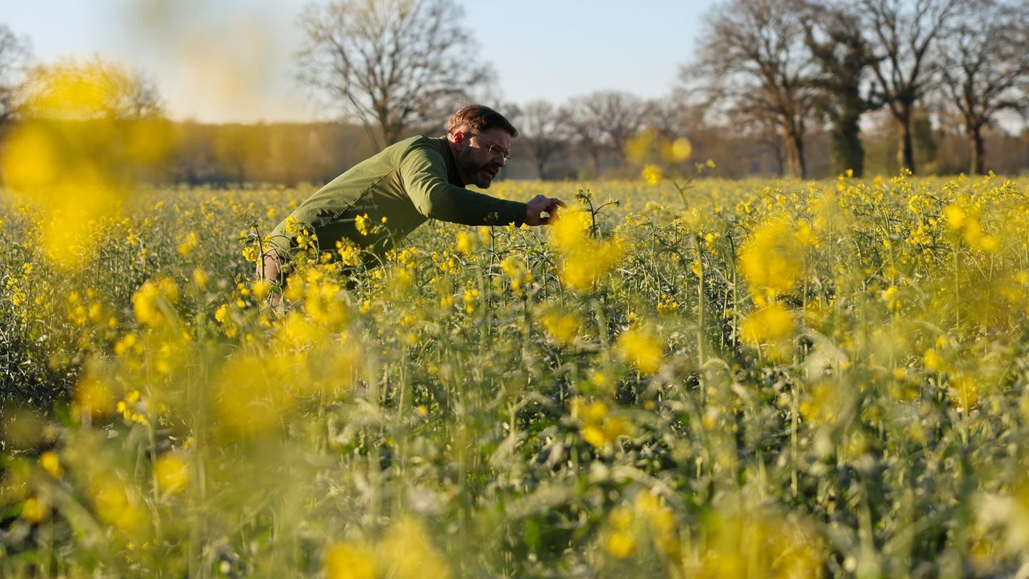 Landwirtschaft: Frost und Käfer setzen dem Raps im Norden zu