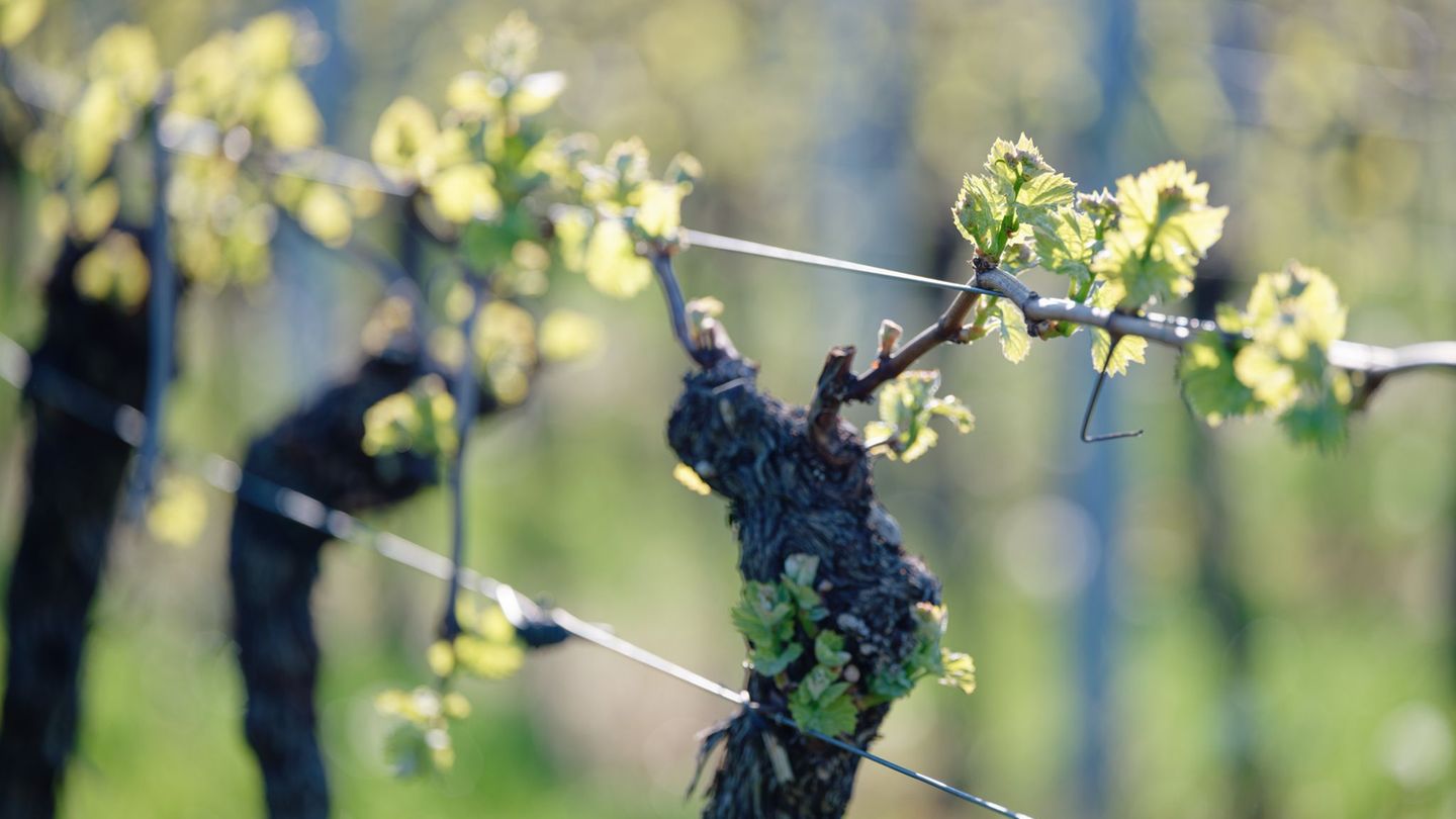 Wetterbericht: Hier soll heute die 20-Grad-Marke geknackt werden