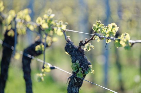 Sonne satt tut auch dem Wein gut. Foto: Uwe Anspach/dpa