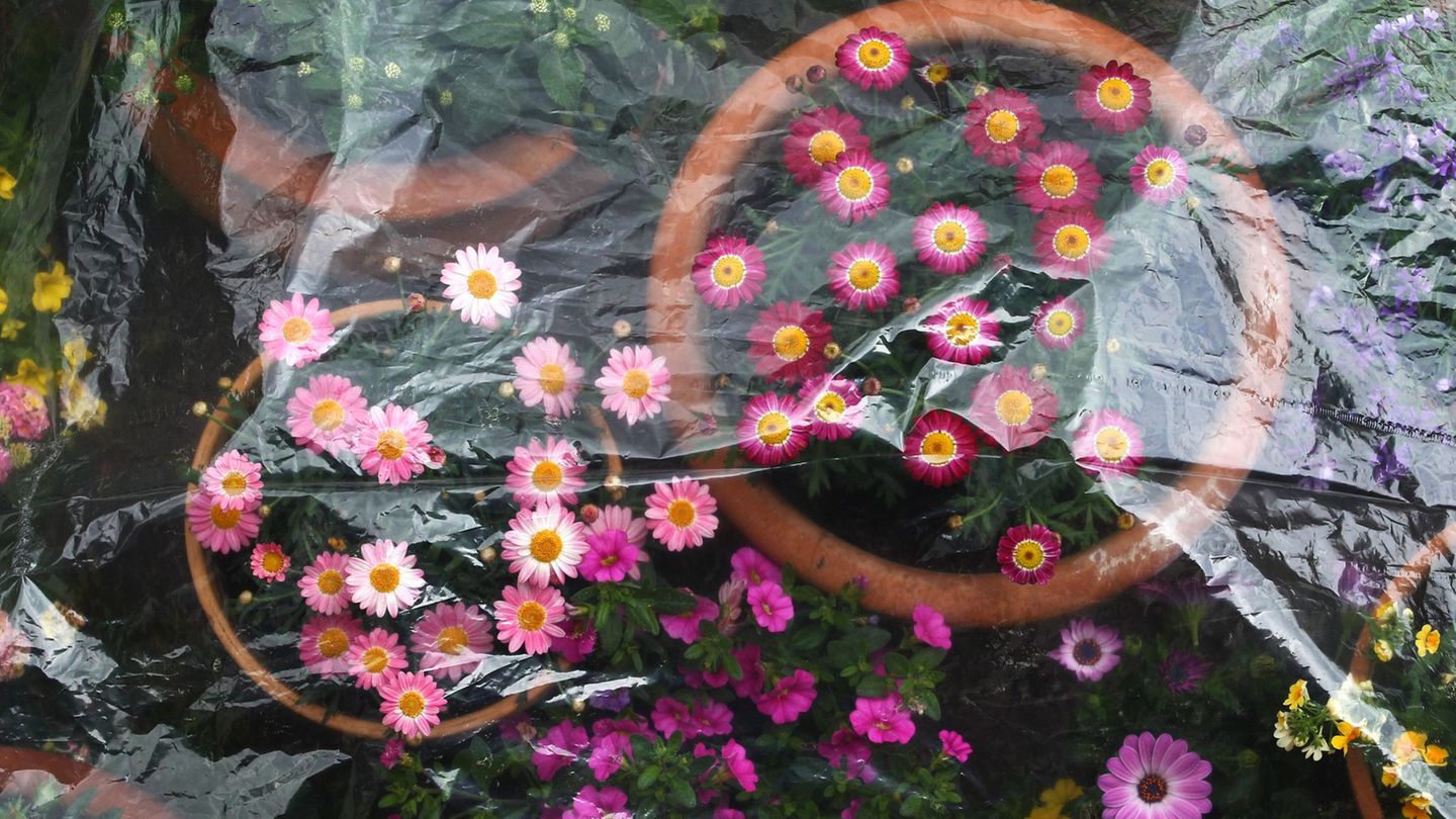 In der Nacht könnte es noch mal frostig werden - nicht gut für empfindliche Pflanzen. (Archivbild) Foto: Karl-Josef Hildenbrand/