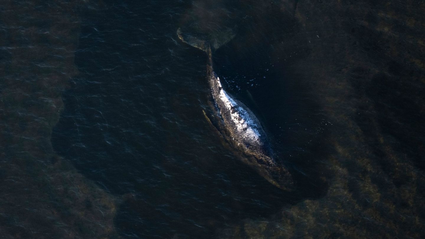 Buckelwal vor Poel: Buckelwal liegt noch in Bucht - "Er war nicht so aktiv"