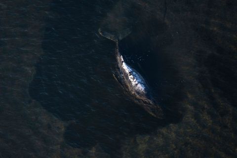 Der Wal liegt weiter fest, aber er lebt noch. Foto: Philip Dulian/dpa
