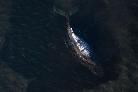 Luftaufnahme des vor der Insel Poel gestrandeten Wals