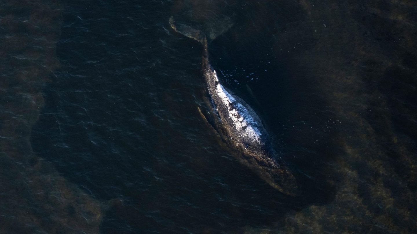 Luftaufnahme des vor der Insel Poel gestrandeten Wals
