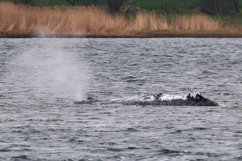 Der Wal beim Ausatmen am Donnerstagmorgen vor der Insel Poel
