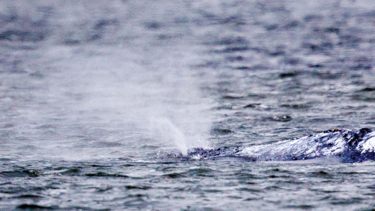 Wal-Newsblog: Neuer Rettungsplan für den Wal steht offenbar