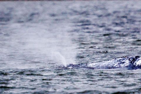 Der Wal liegt vor der Insel Poel seit Tagen an der gleichen Stelle und bläst Atemluft aus