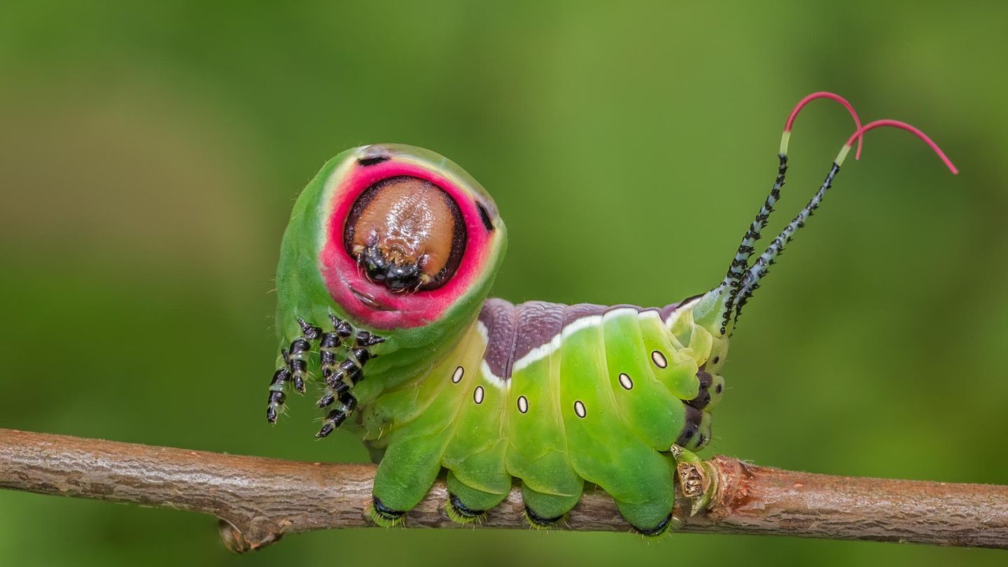 Quiz: Was wird aus dieser Raupe? | STERN.de