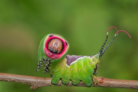 Raupe vom Großen Gabelschwanz