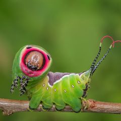 Raupe vom Großen Gabelschwanz