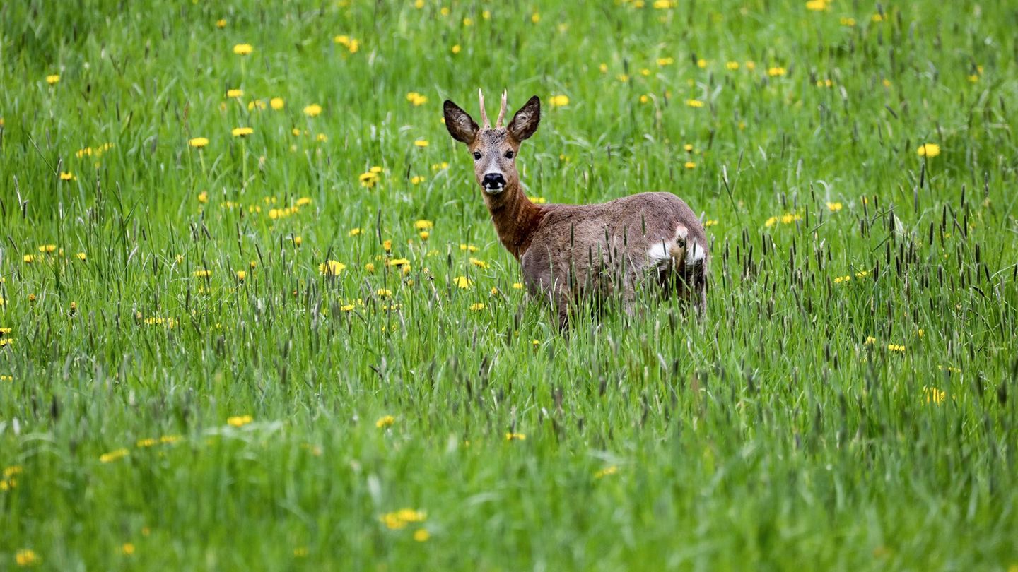 Ein Wilderer hat einen Rehbock erschossen. (Symbolbild) Foto: Thomas Warnack/dpa