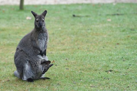 Wallaby