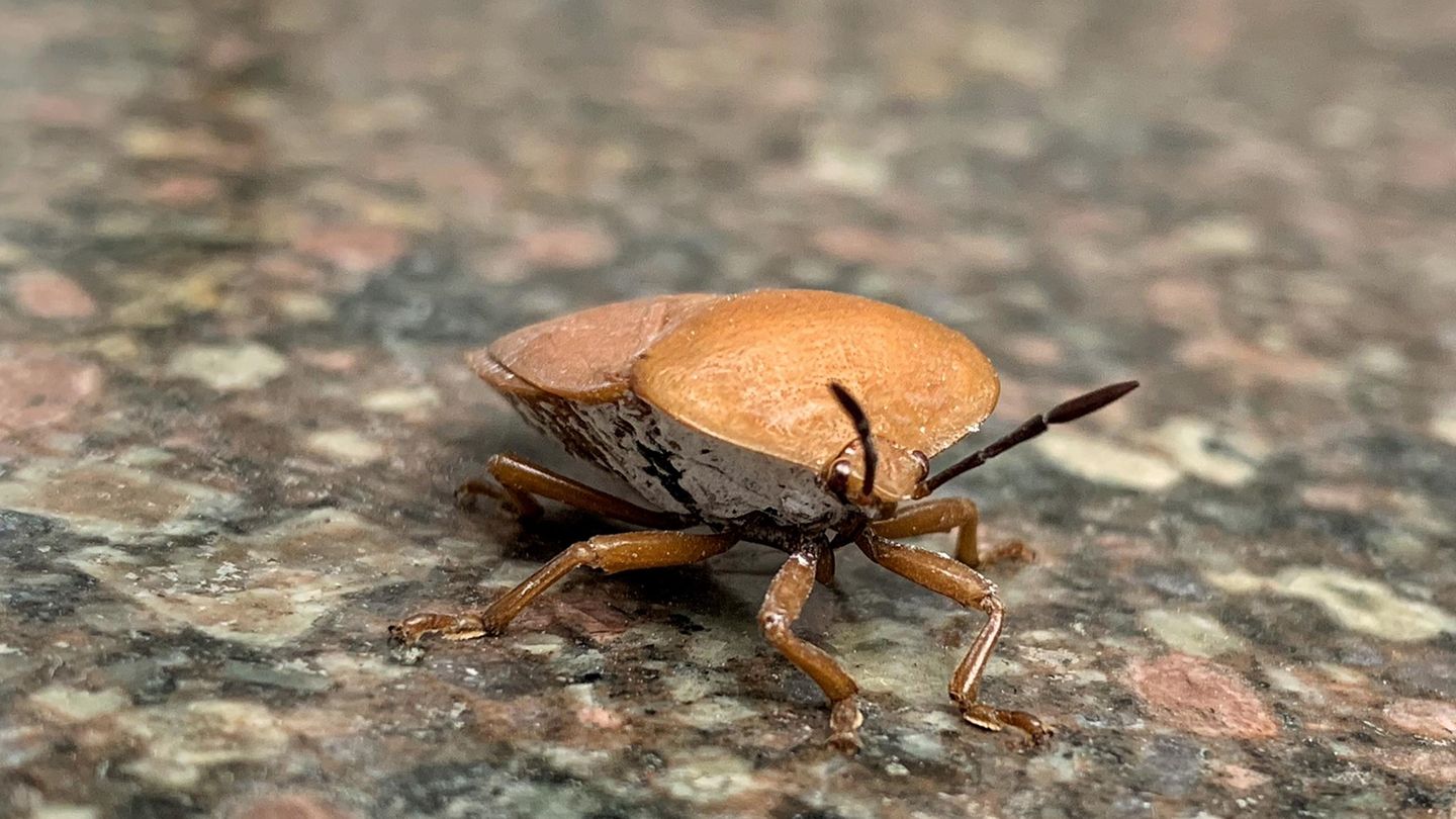 Stinkwanzen bekämpfen: Kleiner brauner Käfer auf Mamor