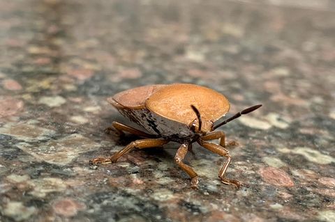 Stinkwanzen bekämpfen: Kleiner brauner Käfer auf Mamor