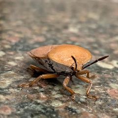 Stinkwanzen bekämpfen: Kleiner brauner Käfer auf Mamor