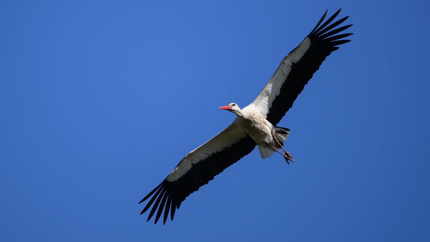 Im Kreis Stormarn ist ein toter Storch in einem Nest gefunden worden. (Symbolbild) Foto: Robert Michael/dpa