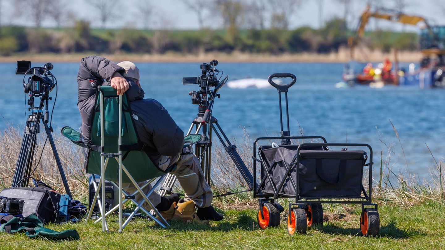 Ein Buckelwal hat teils internationale Presse auf die Insel Poel gelockt. Foto: Jens Büttner/dpa