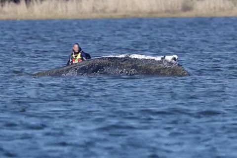 Gestrandeter Buckelwal