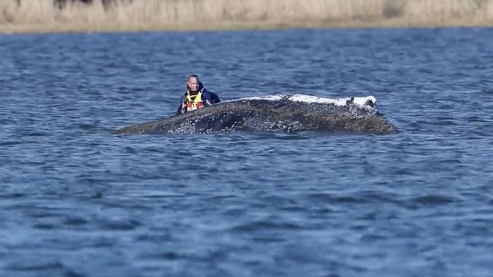 Gestrandeter Buckelwal