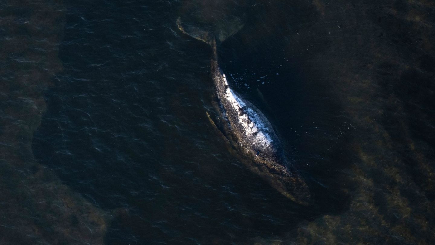 Buckelwal vor Poel: Wal-Drama: Rettungsteam will nun auf Lastkahn setzen