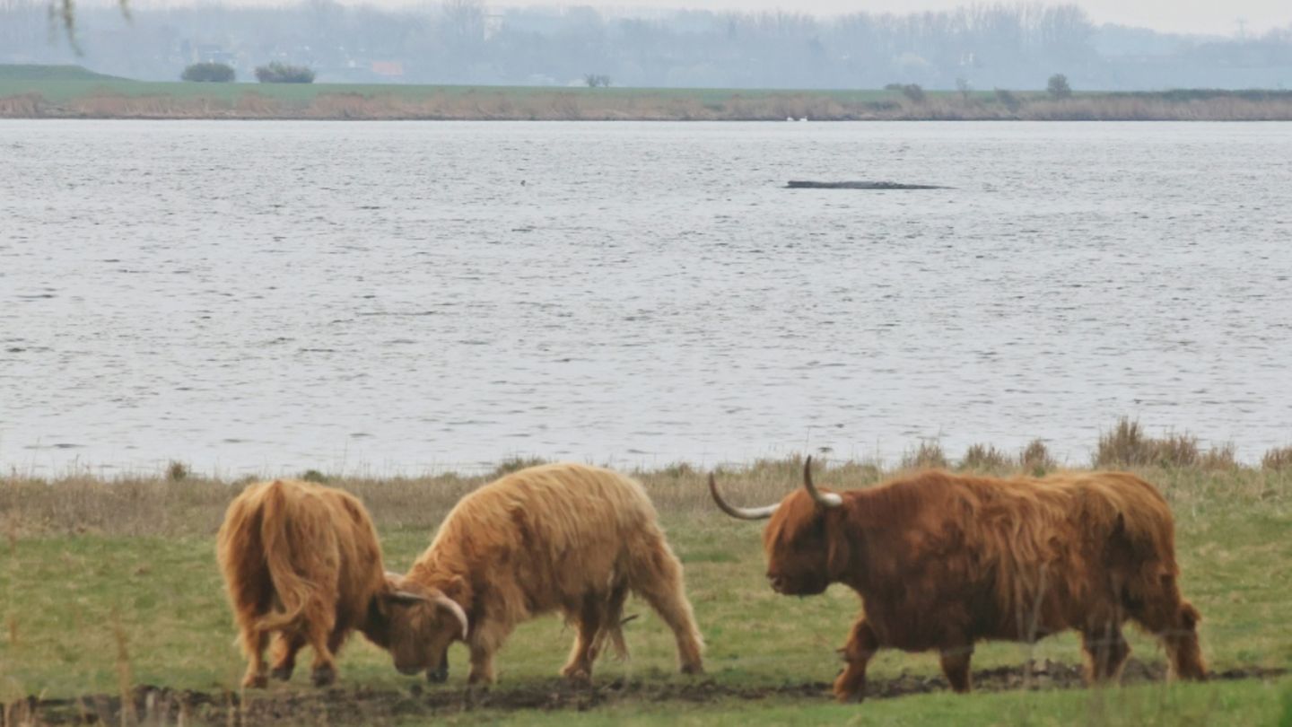 Wal vor Poel in vergangener Woche
