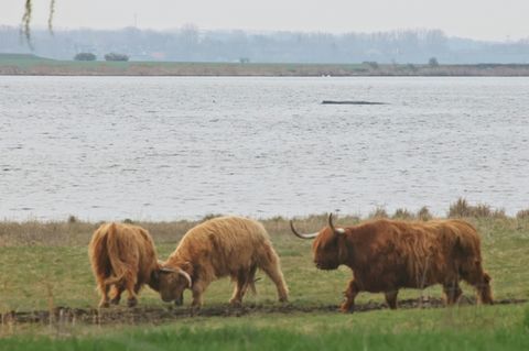 Wal vor Poel in vergangener Woche