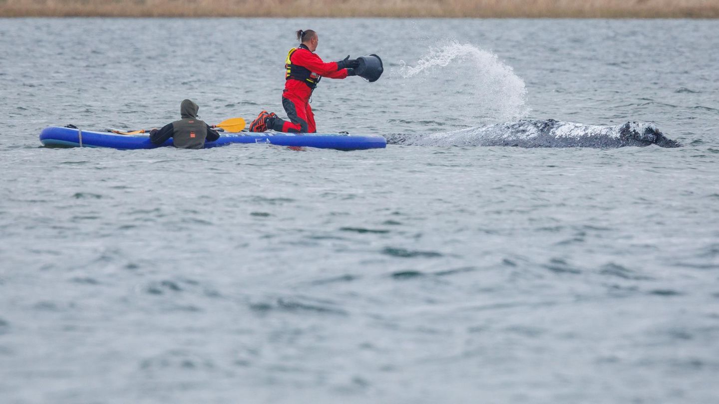 Wal-Newsblog: Wal-Drama: Rettungsteam setzt nun auf Lastkahn