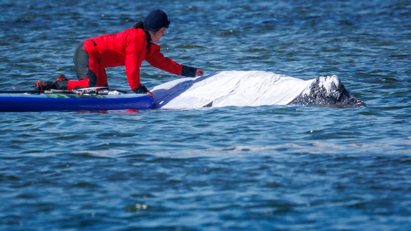 Auch in NRW wird über die Rettungsaktion für den Buckelwal diskutiert. Foto: Jens Büttner/dpa