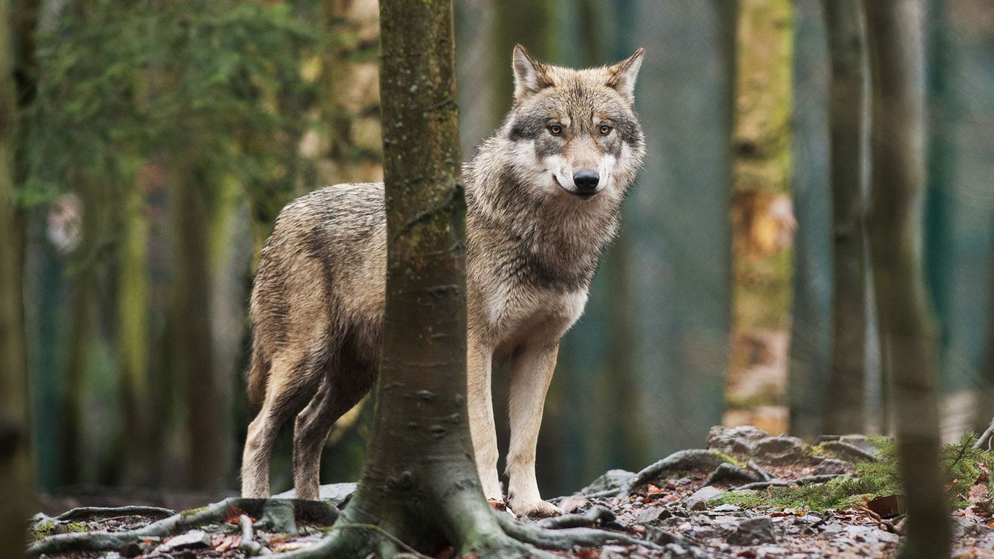 Der Wolf wird in Sachsen-Anhalt ins Jagdrecht aufgenommen. (Symbolbild) Foto: Klaus-Dietmar Gabbert/dpa-Zentralbild/dpa
