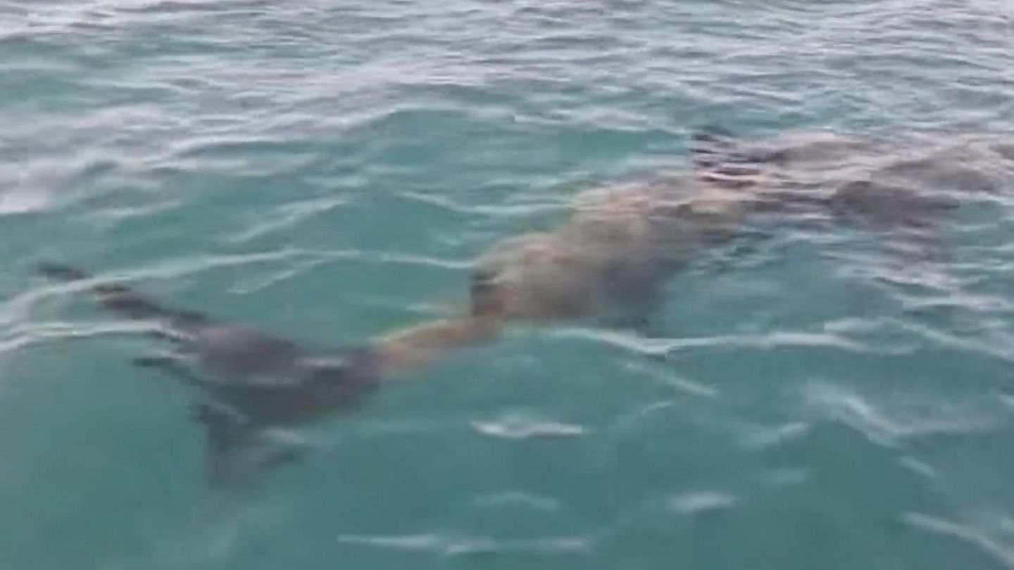 Frankreich: Zehn Meter langer Riesenhai überrascht Fischer vor Mittelmeerküste