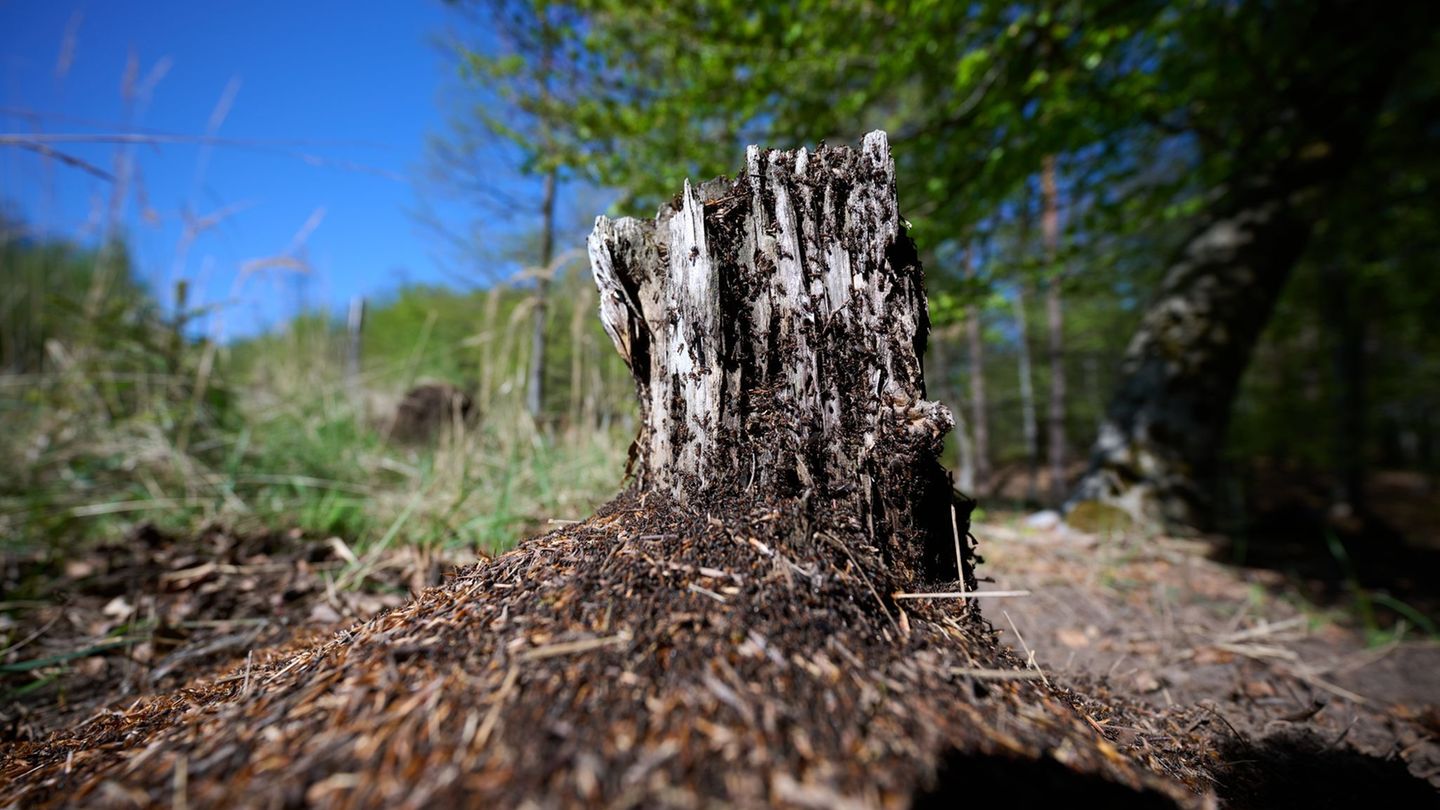 Baumsterben zu Ende?: Wald im Wandel - "Wir bekommen Regenzeit und Trockenzeit"