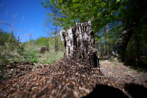 Ein Ameisenvolk hat sich an einem Baumstumpf gebildet. Foto: Bernd Thissen/dpa