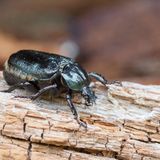Eremit  Diese unauffällige Käferart gehört zu den (oftmals bunt schillernden Rosenkäfern). Das Krabbeltier lebt und entwickelt sich in zersetzendem Totholz und war vielerorts schon verschwunden. Die streng geschützte Art profitiert jedoch davon, dass heute wieder mehr totes Holz in Wäldern liegen bleiben darf und alte Kopfweiden und Streuobstbäume erhalten bleiben, in denen sie leben können.