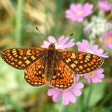 Goldener Scheckenfalter  Wie viele Tagfalter ist auch der Goldene Scheckenfalter ein Opfer zu monotoner, überdüngter Wiesen. Vielerorts ist diese Art verschwunden, auch in Schleswig-Holstein galt sie über 30 Jahre lang als ausgestorben. Ein Projekt der Stiftung Naturschutz Schleswig-Holstein zeigte jedoch, wie sich der hübsche Schmetterling wieder erfolgreich angesiedeln lässt. 