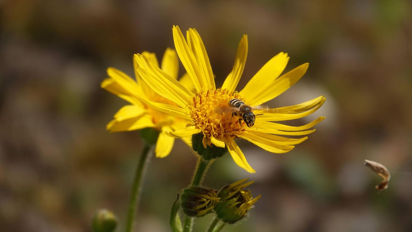 Arnika  Ihr wissenschaftlicher Name verrät es: Arnica montana ist vorwiegend in den Bergen zu Hause. Sie ist leicht giftig und wird (professionell angebaut) als Arzneipflanze verwendet. Wie viele andere Pflanzenarten ist sie in der freien Natur bedroht. Dank eines großen Artenhilfsprojekts im Landkreis Hof haben sich im fränkischen Mittelgebirge die Bestände deutlich erholt.