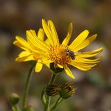 Arnika  Ihr wissenschaftlicher Name verrät es: Arnica montana ist vorwiegend in den Bergen zu Hause. Sie ist leicht giftig und wird (professionell angebaut) als Arzneipflanze verwendet. Wie viele andere Pflanzenarten ist sie in der freien Natur bedroht. Dank eines großen Artenhilfsprojekts im Landkreis Hof haben sich im fränkischen Mittelgebirge die Bestände deutlich erholt.