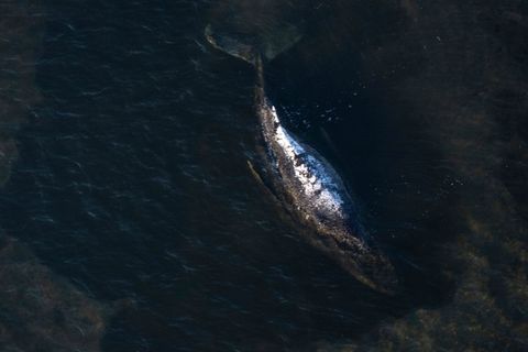 Der Buckelwal liegt in einer ausgespülten Wanne vor der Insel Poel. Foto: Philip Dulian/dpa